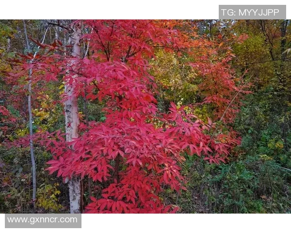 S15瑞士轮第9日精彩对决CFO与FLY01的巅峰较量 S15瑞士轮第9日精彩对决CFO与FLY01的巅峰较量